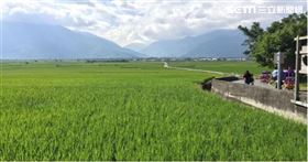 ▲芒種為農民忙碌時節之一。（示意圖／三立新聞網）