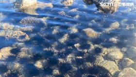 遊客不來、海膽來了