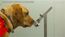 英國研究人員著眼於狗檢測病毒的能力，實驗中發現可找出發現冠狀病毒。