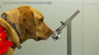 狗狗揪出新冠肺炎！試驗已達驗證概念