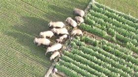 ▲雲南的15隻大象離開保護區一路逛。（圖／翻攝自微信）