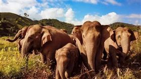 ▲大象的防禦策略。（示意圖／翻攝自Pixabay）