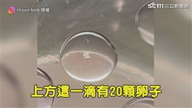 ▼▲他拍出胚養皿上20顆、10顆的卵子。（圖／shaun.bob 授權）