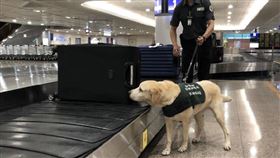 機場公司使用二氧化氯消毒旅客行李，減低檢疫犬的抗拒，每天都能快樂健康執行任務。