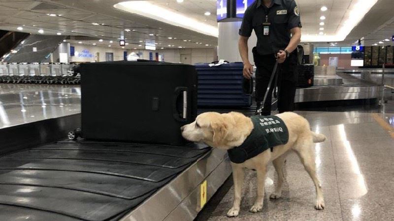 護國神犬也安心！桃機清消利器登場