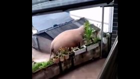 「大象經過我家！」野生象遷徙400公里　漫步街頭成奇景（圖／翻攝自脊梁in上海印濟良微博）