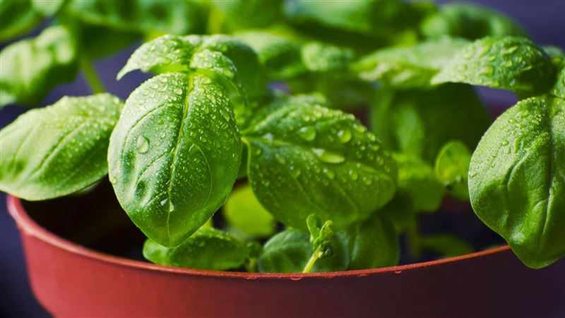5種植物擺在家　能抗菌清潔、心情好