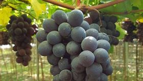 爆怨2公社／被隱匿足跡害慘！葡萄園業者淚嘆：園內葡萄都壞光了。（圖／翻攝自爆怨2公社）