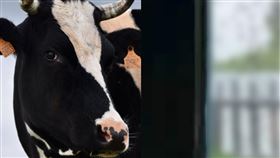 ▲俄羅斯烏里揚諾夫斯克州深受「黑蚋大軍」侵擾，家畜被吸血致死的事件經常發生。（圖／翻攝自YouTube／Ульяновск Медиа）
