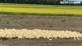 ▲疫情影響 學校停課 上班分流 沒營養午餐 蔬菜爛在田裡 小葉菜類 包白菜 蔥 蒜 小白菜 蚵白菜 沒人採收 菜農不採收了（圖／讀者提供）