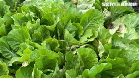 ▲疫情影響 學校停課 上班分流 沒營養午餐 蔬菜爛在田裡 小葉菜類 包白菜 蔥 蒜 小白菜 蚵白菜 沒人採收 菜農不採收了（圖／讀者提供）