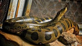 美國,蟒蛇,報警,纏住,蛇頭,鼻子（圖／攝影者Anderson Mancini, Flickr CC License）
https://goo.gl/bJ8kTL