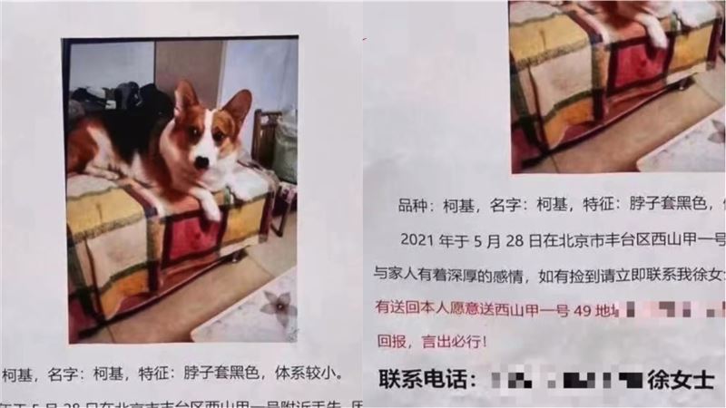 尋狗送北京房產　找到秒翻臉：印錯了
