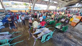 屏東黑鮪魚大豐收  疫情影響拍賣價跌