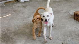▲在動物之家的浪孩，不少是個性活潑親人，等待有緣之人帶回家。（圖／台中市政府動物保護防疫處提供）