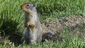 ▲旅鼠（圖／翻攝自pixabay）