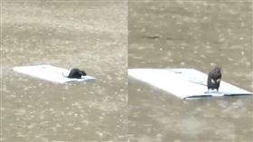 老鼠,吳興街,積水,暴雨,台北