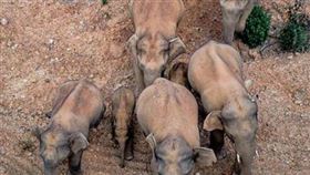 ▲雲南迷航北漂的大象群。（圖／翻攝自微信）