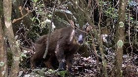 武陵農場自主休園　特有種台灣長鬃山羊
