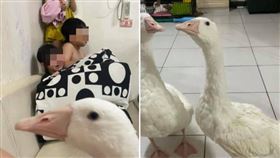 新冠肺炎,停課,疫情,鵝,居家,遠距。(圖/翻攝自爆廢公社臉書)