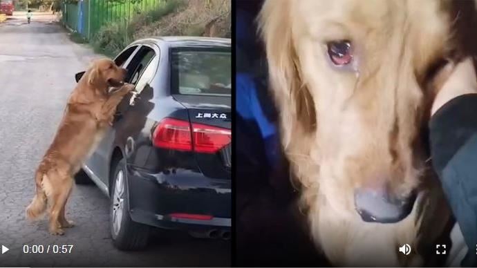 黃金獵犬主人溺斃　守岸邊哭哭不吃喝