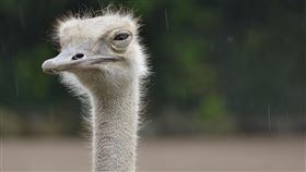 鴕鳥（圖／翻攝自pixabay） 