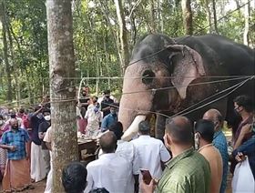 大象(圖/翻攝自臉書ബിജു നിള്ളങ്ങൽ)