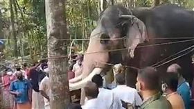 ▲大象Brahmadathan參加老主人的葬禮。（圖／翻攝自臉書影片）