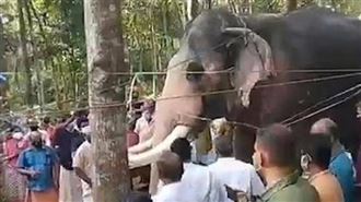 大象走24公里撫觸馴象師屍體　鼻酸