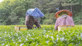 ▲採茶。（圖／業者提供）