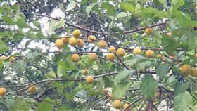 武陵農場梅子成熟轉黃近期梅雨鋒面帶來及時雨，為武陵農場生態帶來幾分新氣象，農場內梅子也逐漸成熟轉黃。（武陵農場提供）中央社記者郝雪卿傳真　110年6月11日