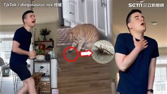 愛貓在家玩弄蟬　怕蟲男尖叫乾嘔崩潰