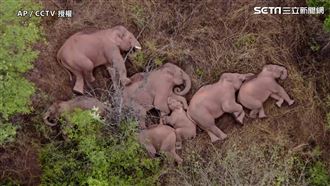 亞洲象大遷徙　集體逛街罕見側躺睡覺