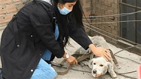 ▲困在頂樓4年的FE獲救。（圖／翻攝自推特）