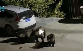 中國青海藏獒逼退熊（圖／翻攝自燃視頻）