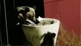 中國青海藏獒逼退熊（圖／翻攝自燃視頻）