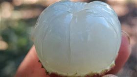 廣西千年荔枝樹（圖／翻攝自澎湃新聞微博）