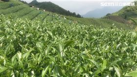 端午節超忙！2小時採收整片山　茶農搶收珍貴「午時茶」（圖／茶研究者張建財提供）高山高麗菜 梨山 茶園 採茶 青心烏龍茶 茶葉 