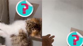 安潔莉卡發現貓咪緊盯著中內一張紙看。（圖／翻攝自安潔莉卡抖音） 