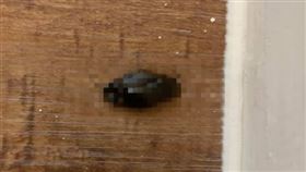 黑色蟑螂,蟑螂,天花板,蟲,空降 爆怨2公社