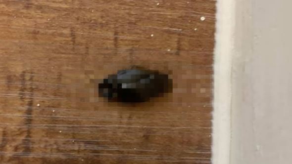天花板空降這隻嚇壞　她求解真相崩潰
