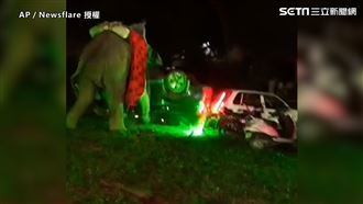 大象被鞭炮聲嚇到亂竄　婚禮全毀了