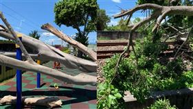 憂太魯閣事件重演！正義哥見樹倒塌趕緊通報。（圖／翻攝自爆料公社公開版）