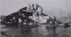 ▲苗栗日治時期鯨魚擱淺事件（圖／翻攝自苗栗縣在地文化推廣協會）