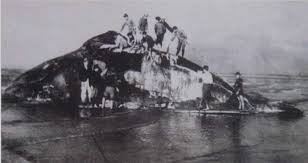 竹南祭江洗港　源自悲傷的鯨魚事件