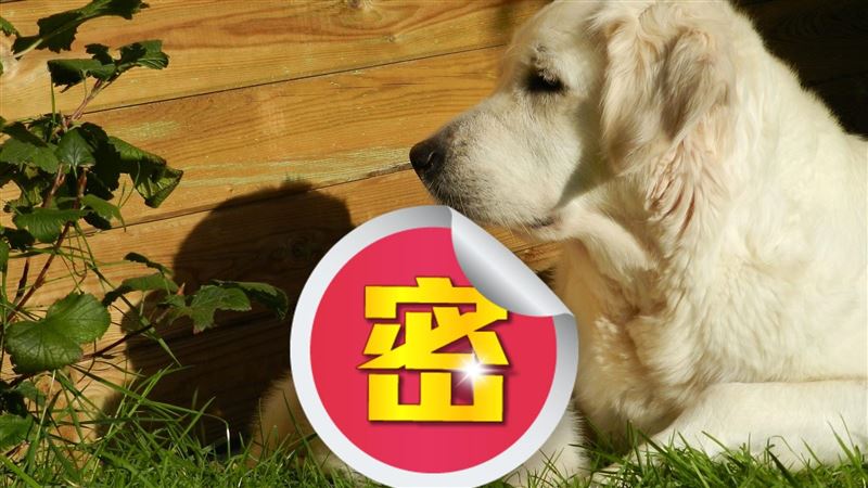 愛犬出門被藏獒播種　生一窩主人笑了