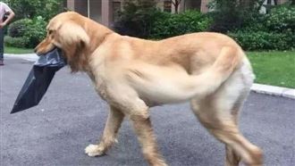 黃金獵犬取快遞　遇到了她就流露本性