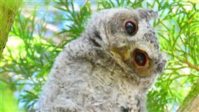 奧萬大森林，獼猴，山羌，領角鴞呆萌大眼歪頭