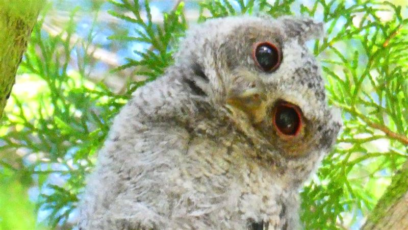 奧萬大成野生動物樂園　領角鴞秀呆萌