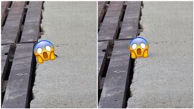 繁衍,麻雀,性行為,做愛（臉書社團「爆系知識家」